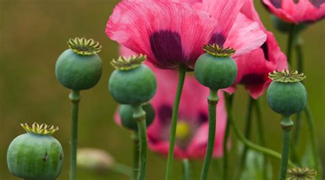 Les Plantes M Dicinales Des Origines Aujourdhui C Sar Culture G