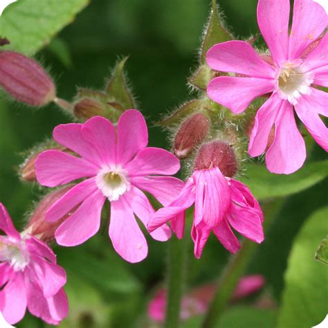 Red Campion Silene Dioica Plug Plants