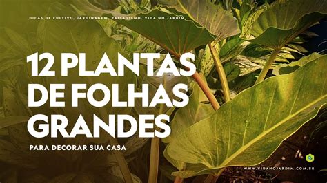 12 PLANTAS De FOLHAS GRANDES Para DECORAR SUA CASA YouTube