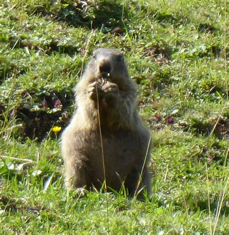 Alpenmurmeltier Alpenmurmeltier Marmota Marmota C Petr Flickr