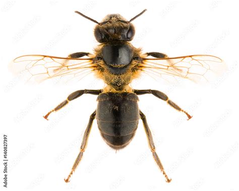 The Western Honey Bee Or European Honey Bee Apis Mellifera Isolated On