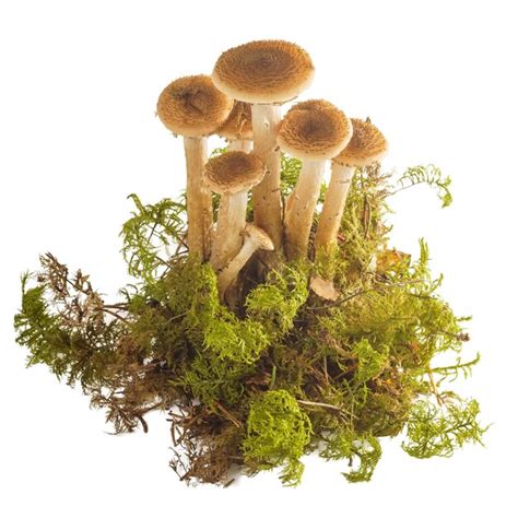 Groupe de miel d automne brownishbeige champignons avec moss isolé sur