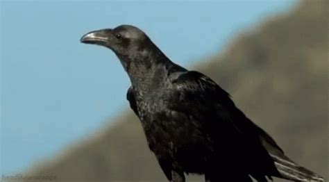 Crow GIF - Crow Bird - Discover & Share GIFs