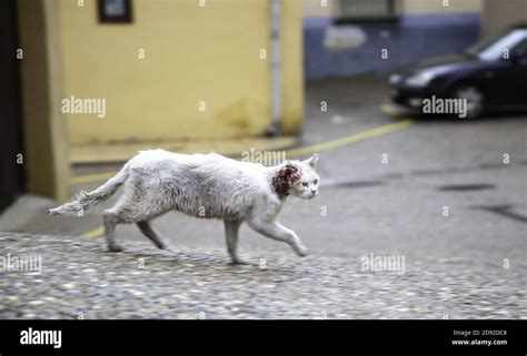 Cat Injured And Abandoned In The Street Veterinary Infection Abuse