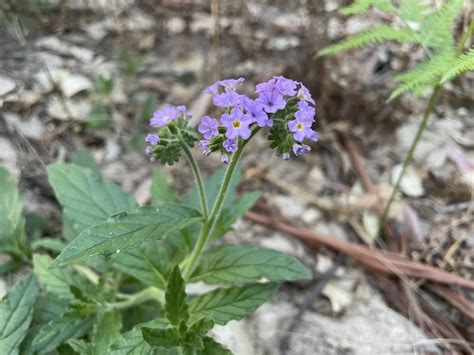 Fragrant Heliotrope From Wollemi National Park Glen Davis Nsw Au On