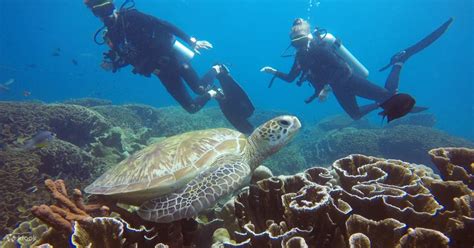 Komodo Scuba Diving Tour Klook