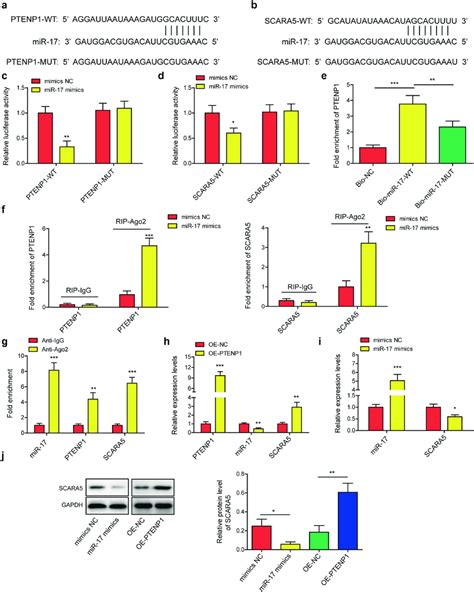 Lncrna Ptenp Promoted The Expression Of Scara By Sponging Mir A