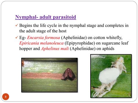 Types Of Parasitoids And Parasitism Ppt Ppt