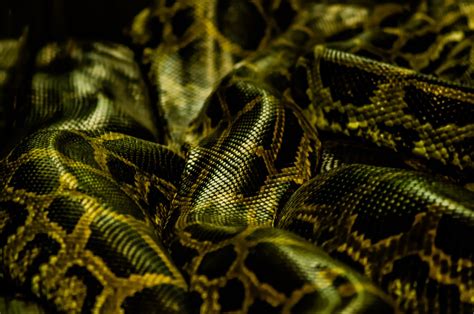 Free Gr Nn Python Python Images Pixabay