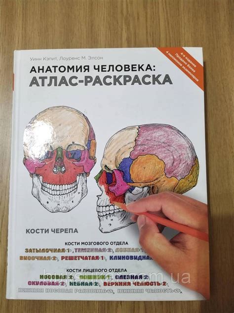 Раскраски Атлас анатомия человека pdf (38 шт.) - скачать или ...