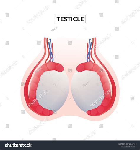 Diagram Testicle Male Reproductive System 库存矢量图（免版税）2074065782