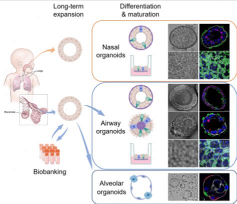 Epithelial Cell Populations Image Eurekalert Science News Releases