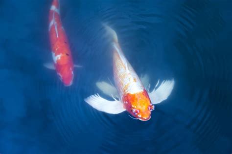 big koi fish : Biological Science Picture Directory – Pulpbits.net