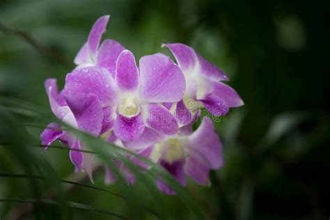 Dendrobium Lilac Orchid, Bouquet Of Orchid Flowers Dendrobium Lilac With Water Droplets In ...