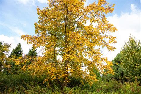 How To Grow And Care For Basswood Tree