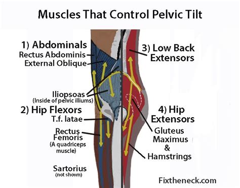 Hip Flexor Hipflexorshipextensors