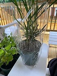 Amazon 2 Lemongrass In 4 Inch Pots Cymbopogon Citratus West