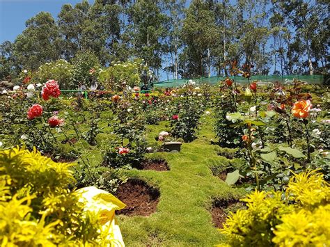 8 Pics Rose Garden Munnar Wikipedia And Review Alqu Blog