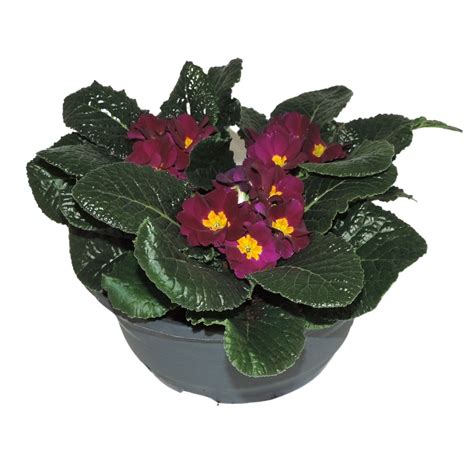 Primula Salome Violet Plant Wholesale Floraccess