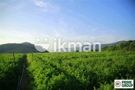 Mountain Range View Land Ambewela Nuwaraeliya Ikman