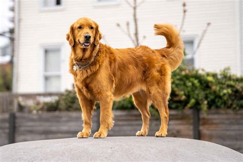 Are Golden Retrievers Good With Kids? What Parents Need To Know