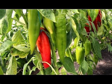 ВСЕ КУСТЫ УВЕШАНЫ ПЕРЦЕМ! КАК ПОЛУЧИТЬ ТАКОЙ УРОЖАЙ ИЗ МАГАЗИННОГО ...