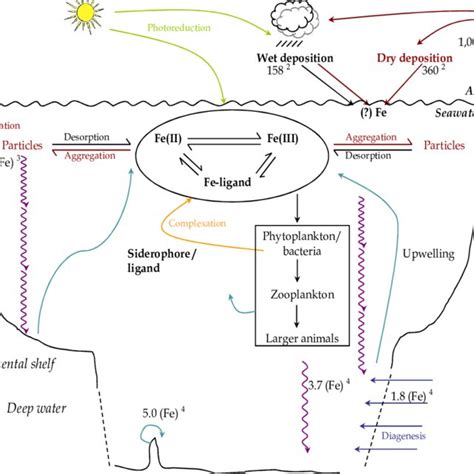 The Marine Biogeochemical Cycle Of Iron Blue Arrows Resuspension