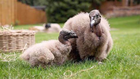 Wildpark Freut Sich Ber Extrem Seltenen K Ken Nachwuchs Ndr De