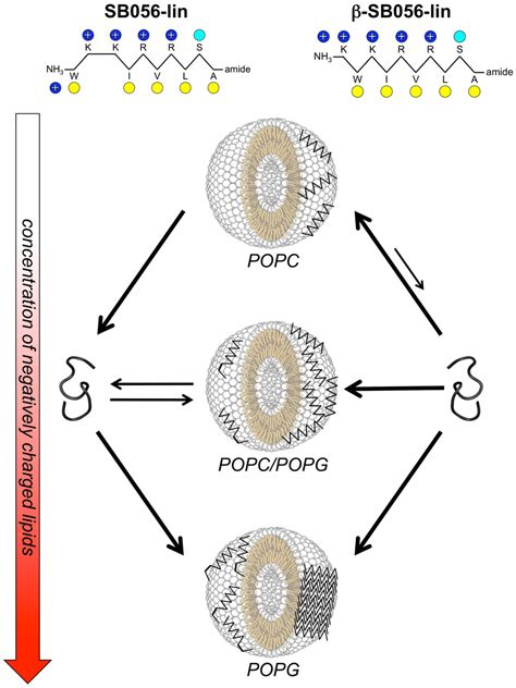 Summary of peptide-lipid interactions. The proportion of anionic lipids ...