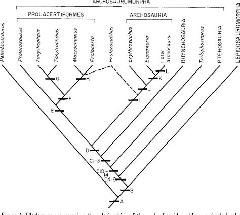 Figure 4 from Classification and phylogeny of the diapsid reptiles | Semantic Scholar