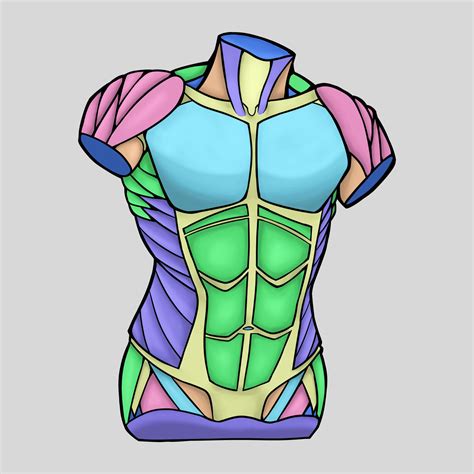 Muscle Study By Randombeef On Deviantart