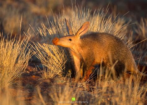 Going Back A Few Years To One Of The Most Amazing Sightings I Have