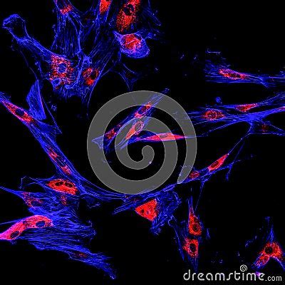 Immunofluorescence Confocal Imaging Of A Melanoma Cancer Cell Line