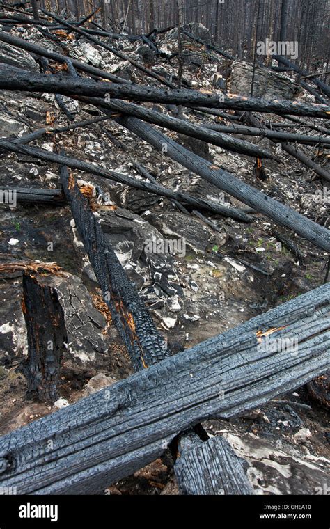 Los Troncos De Los árboles Carbonizados Y Tierra Quemada Quemado Por Incendios Forestales El