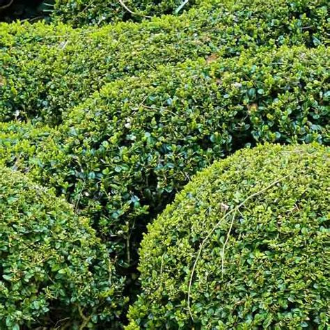 Buis Boule Buxus Sempervirens Belle Boule Persistante D J Form E