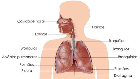 Anatomia Do Sistema Respirat Rio