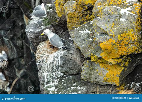 Black-legged Kittiwake Birds Nesting on Rocks with Blur Background Stock Image - Image of beak ...