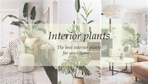 The best interior plants for your home.