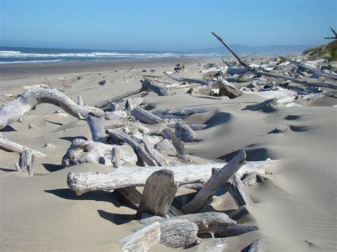 driftwood | Driftwood beach, Coastal art prints, Driftwood art