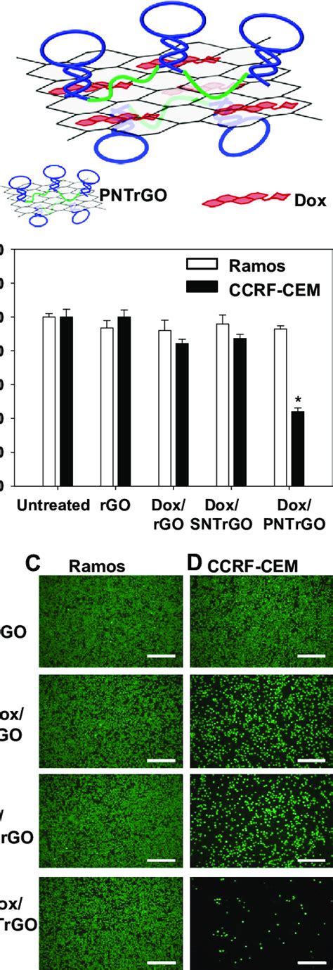 In Vitro Anticancer Effects Of Dox Delivered Using Nanothread Anchored