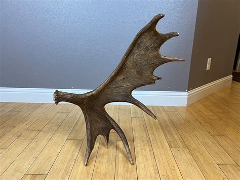 Self Standing Moose Shed Antler Horns Sheds Carving Wild Idaho Etsy