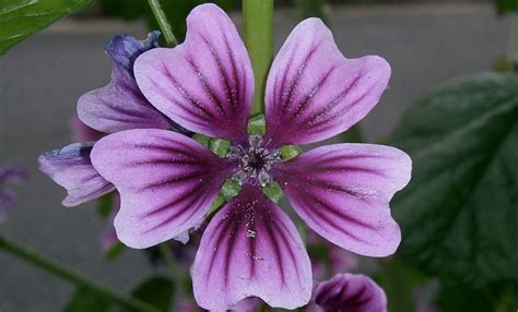 Benef Cios Da Malva Sylvestris Para Que Serve E Caracter Sticas