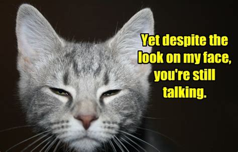 Lolcats - talking - LOL at Funny Cat Memes - Funny cat pictures with ...