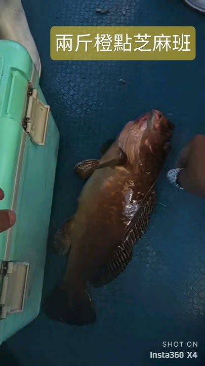 外海釣兩斤橙點芝麻班 釣魚 Fishing 船釣 艇釣 外海 石班 芝麻班 西貢高佬 西貢金毛 Youtube