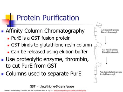 Ppt Site Directed Mutagenesis Of Protein Pure Powerpoint Presentation