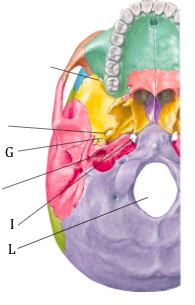 Foramina Of Skull 2 Diagram Quizlet