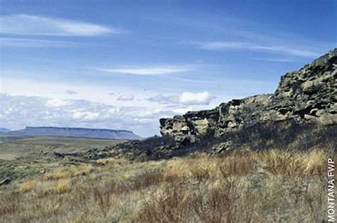 Buffalo Jumps All About Bison