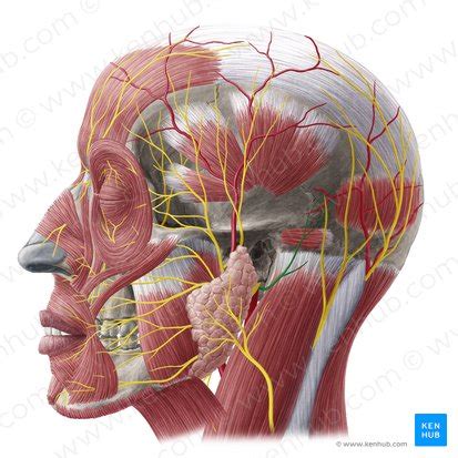 Musculus auricularis posterior: Anatomie und Funktion | Kenhub