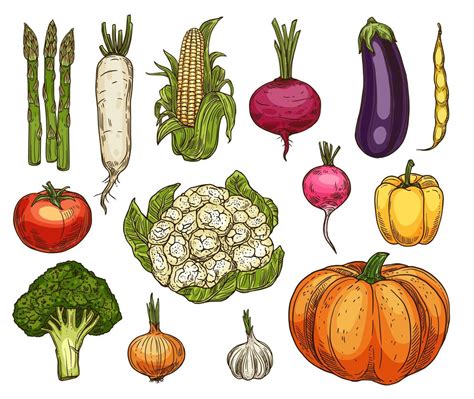 Isolated Farm Vegetables Vector Sketches 16540134 Vector Art At Vecteezy