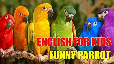 English For Kids Lesson 16 Parrot Funny Animal Videos Funny